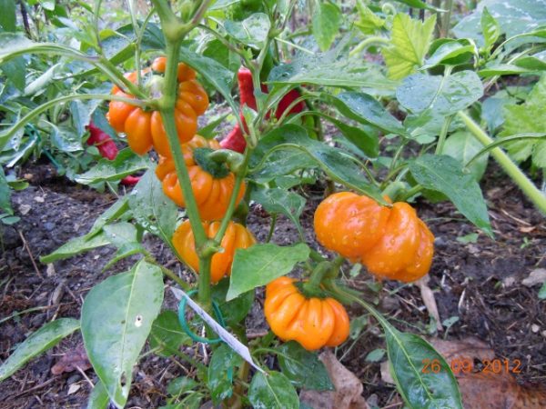 Poivron doux Mandarine