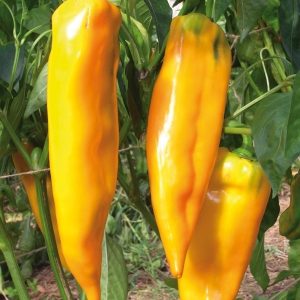 Poivron Oro