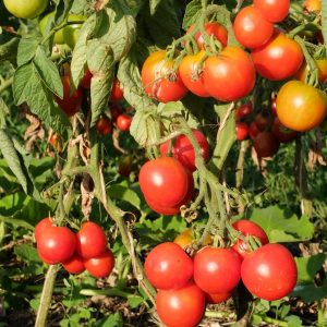 Tomate précoce de Quimper