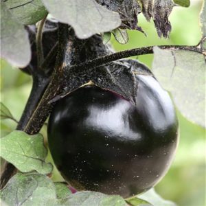 Aubergine ronde de Valence