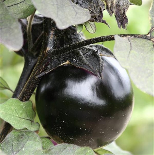 Aubergine ronde de Valence