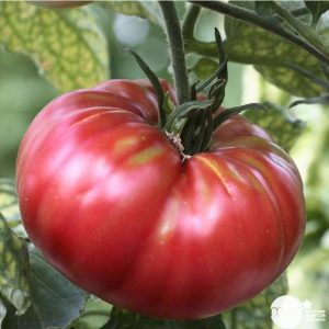 Tomate Rose de Berne