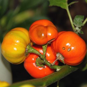 Aubergine Rosso di Napoli