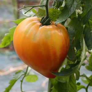 Tomate coeur de boeuf Russian 117
