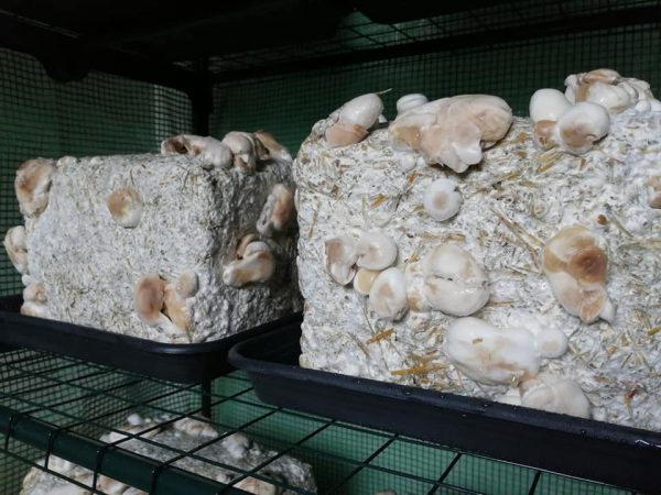 Kit culture Shiitake – Image 2
