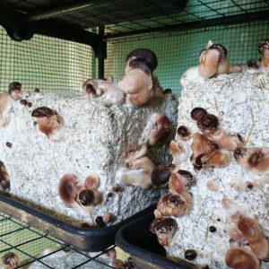 Kit culture Shiitake