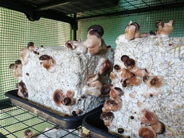 Kit culture Shiitake