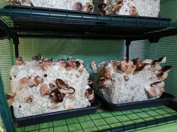 Kit culture Shiitake – Image 3