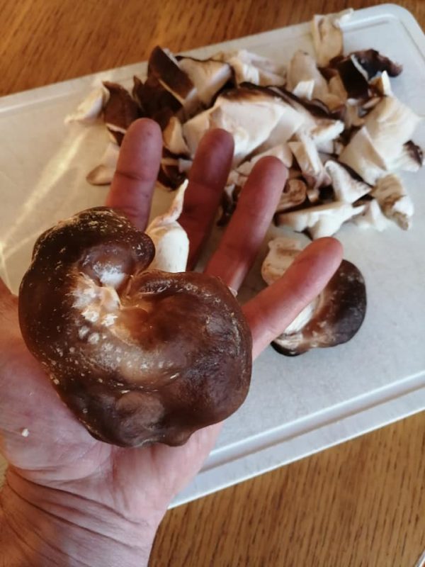 Kit culture Shiitake – Image 4