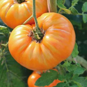 Tomate Ananas