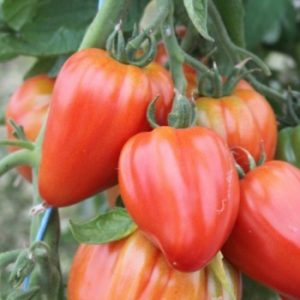 Tomate coeur de boeuf Sweet Heart