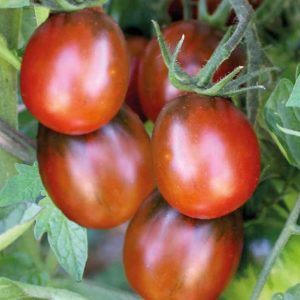 Tomate prune noire