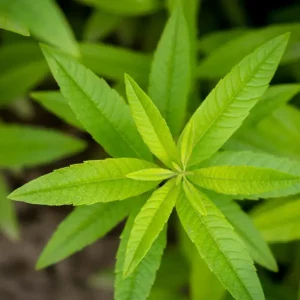 Verveine citronnelle