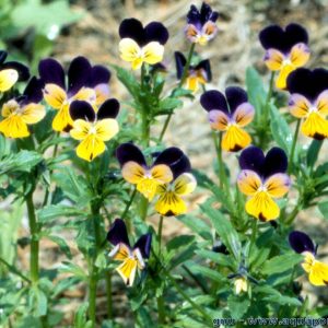 Viola tricolore