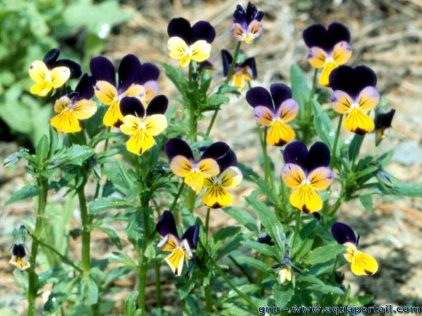 Viola tricolore