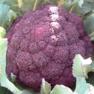 Choux brocolis violet du cap