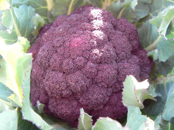 Choux brocolis violet du cap