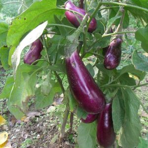 Aubergine violette de Toulouse
