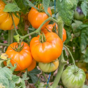 Tomate Yellow Belgian