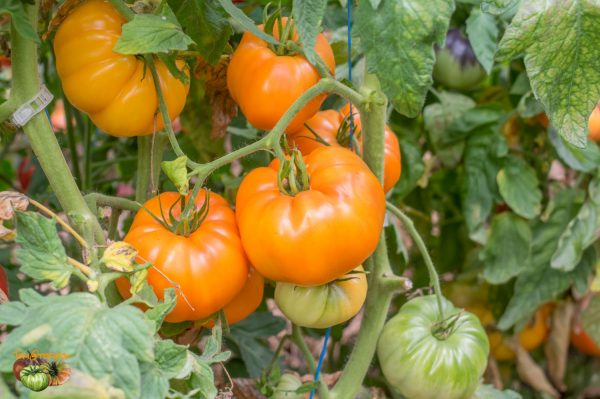 Tomate Yellow Belgian