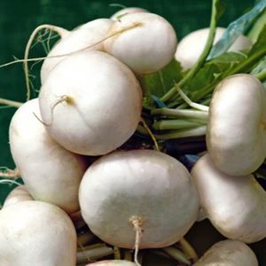 Navet plat blanc