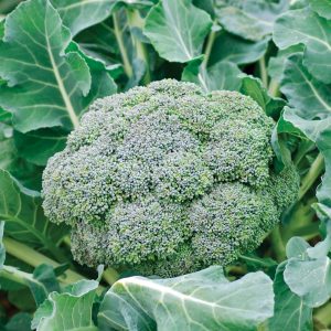Choux brocoli