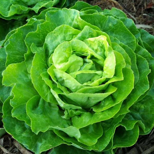 Laitue batavia rouge grenobloise – Image 2