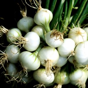 Oignon botte blanc premier