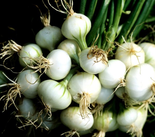 Oignon botte blanc premier