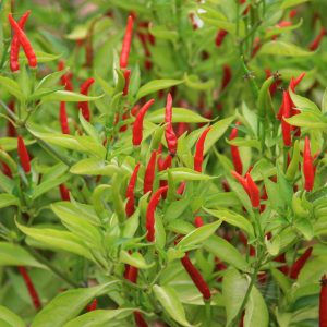 Piment de Cayenne