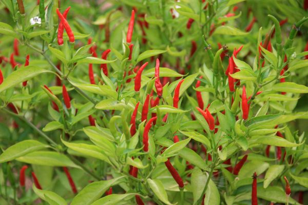 Piment de Cayenne