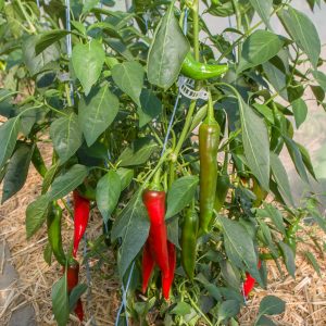 Piment sucette de Provence