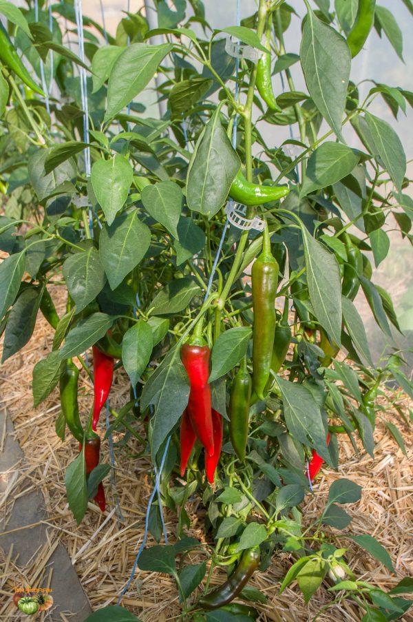 Piment sucette de Provence