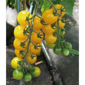 Tomate golden cherry
