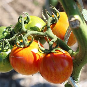 Tomate zebra rouge