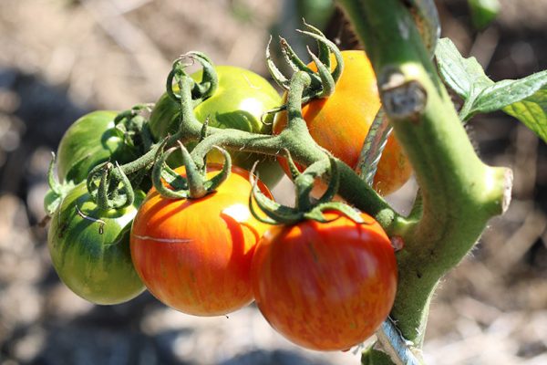 Tomate zebra rouge